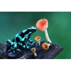 D.Auratus Bonce