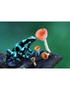 Auratus